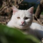 creative_sensation_photo_20231112_021