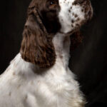 kedvencek_kepek_20241120_000_creative_sensation_photo