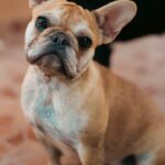 kedvencek_kepek_20241120_003_creative_sensation_photo