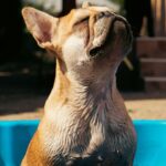 kedvencek_kepek_20241120_004_creative_sensation_photo